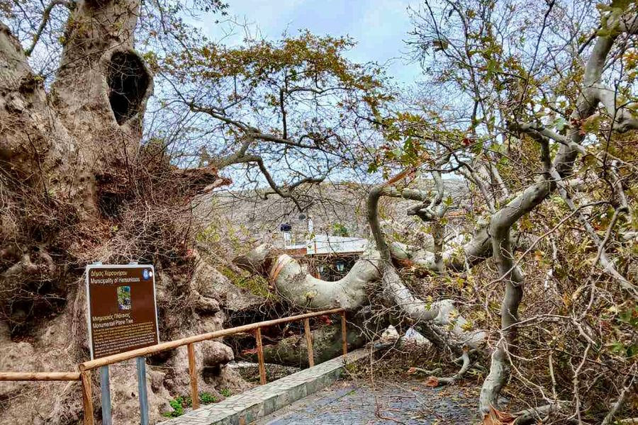 Φωτογραφίες από την πτώση τμήματος του αιωνόβιου πλατάνου στο Κράσι