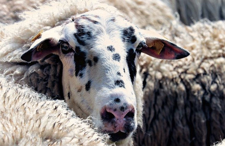 Δεύτερο κύμα αποζημιώσεων σε κτηνοτρόφους για πανώλη κι ευλογιά – Σήμερα πιστώθηκαν 13,3 εκατ. ευρώ