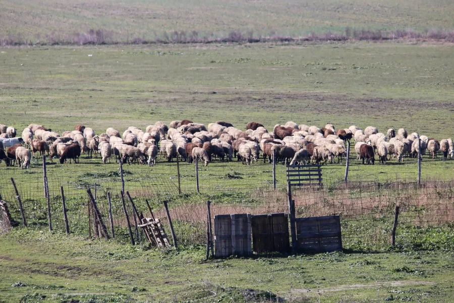 Μαγνησία: Πέταξαν νεκρά πρόβατα στον ποταμό Ξηριά – Παρέμβαση Εισαγγελέα