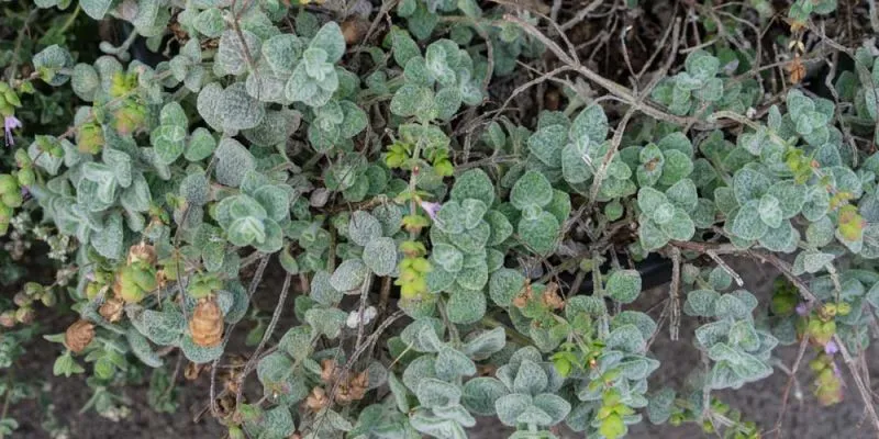 The Cretan Herb with Antioxidant Power That Relieves Pain