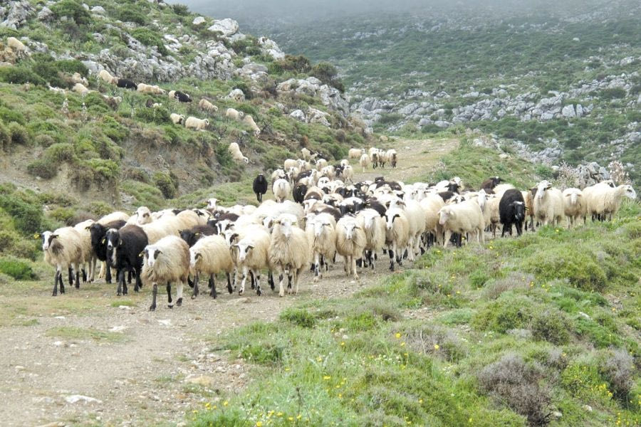 Συναγερμός για την ευλογιά των προβάτων που έφτασε στην Κρήτη – νέα ανακοίνωση των αγροτοκτηνοτρόφων