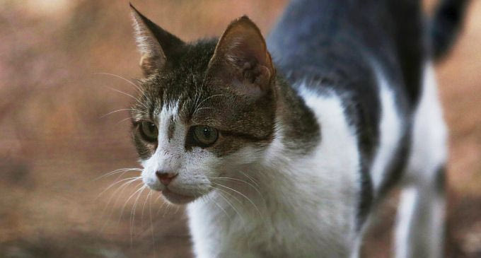 Συλλήψεις στο Αγρίνιο για τη γάτα που κρεμάστηκε σε μπαλκόνι