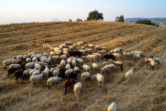 Παράταση περιοριστικών μέτρων λόγω ευλογιάς των προβάτων στην Κρήτη