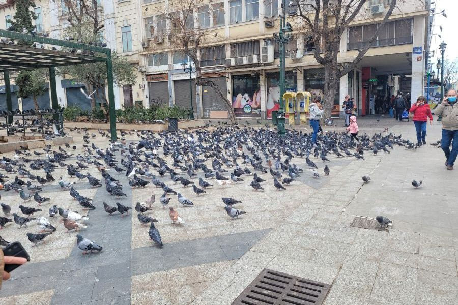 Ηράκλειο: Μέτρα κατά των περιστεριών