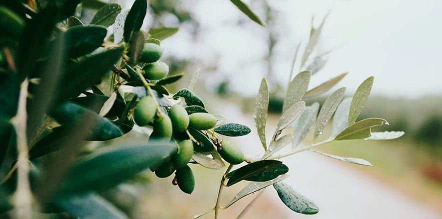 Ηράκλειο: Η δακοκτονία και η προστασία του ελαιολάδου, στο επίκεντρο συνεδρίασης στην Περιφέρεια