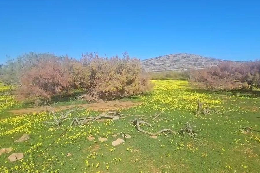 Η άλλη όψη της νήσου Ντίας – Γνωρίστε τα καταπράσινα λιβάδια της- (Βίντεο – φώτο)