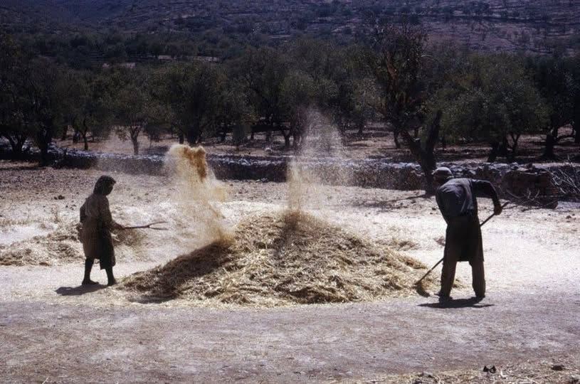 Εργασίες αλωνίσματος σιτηρών στην Κρήτη το 1971