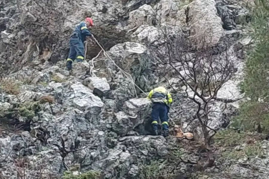 Διάσωση σκύλου που έπεσε σε χαράδρα στο φαράγγι της Αγάλης (vid)